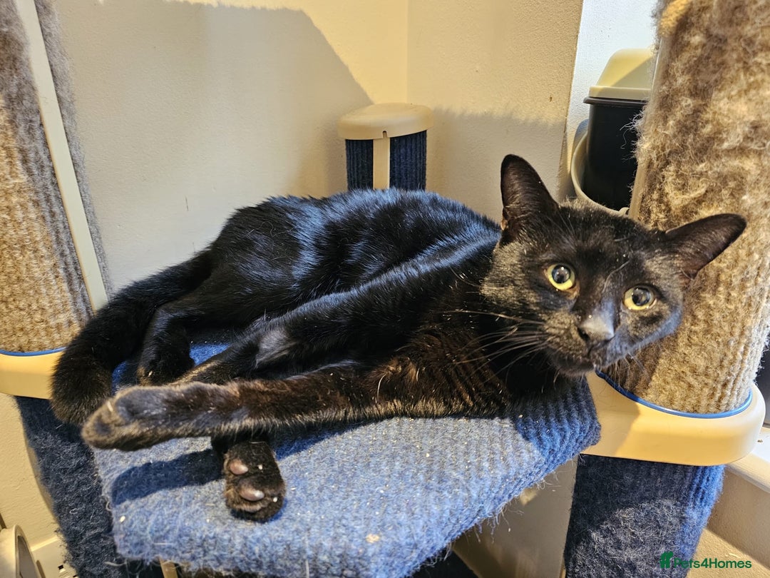 Mixed Breed cats for adoption: Ozzy deserves better  - Advert 12