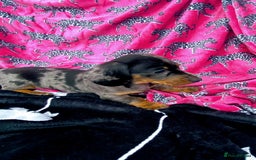 Miniature Dachshund dogs for sale: Stunning Miniature Dachshund Puppies!!! - Image 9
