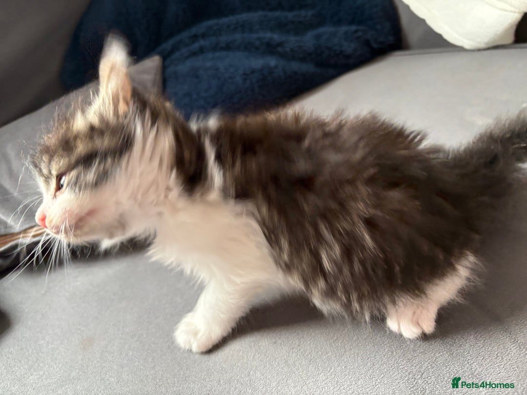 Domestic Shorthair cats for sale: 2 princes an 2 princess kittens  - Image 7