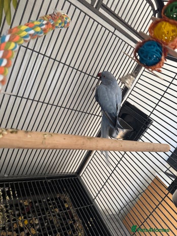 Ringnecks birds - Advert 12