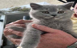 Brazilian Shorthair cats for sale: Stunning Gccf ..BRITISH SHORTHAIR Blue cream  - Image 1