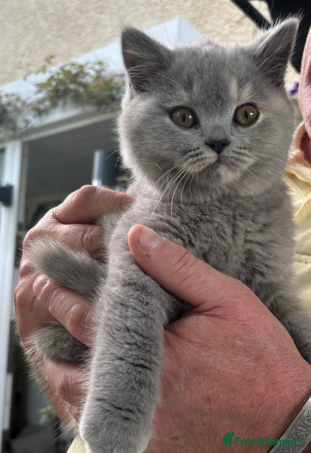 Brazilian Shorthair cats for sale: Stunning Gccf ..BRITISH SHORTHAIR Blue cream  - Image 1
