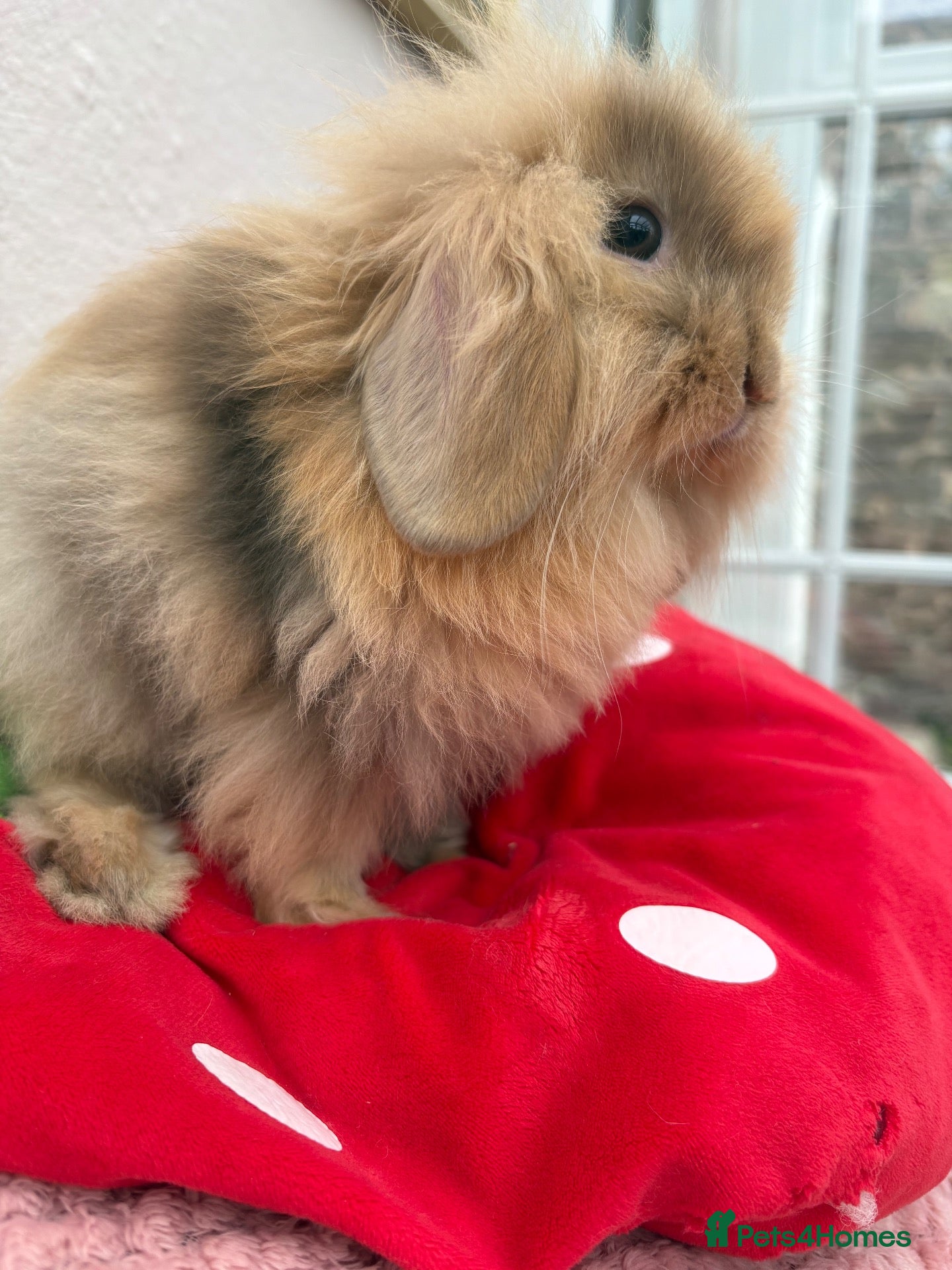 Mini Lop rabbits Mini lops-raised indoors-vaccinated  - Advert 2