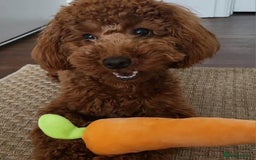 Cockapoo dogs for sale: Red Toy Cockapoo - Image 7