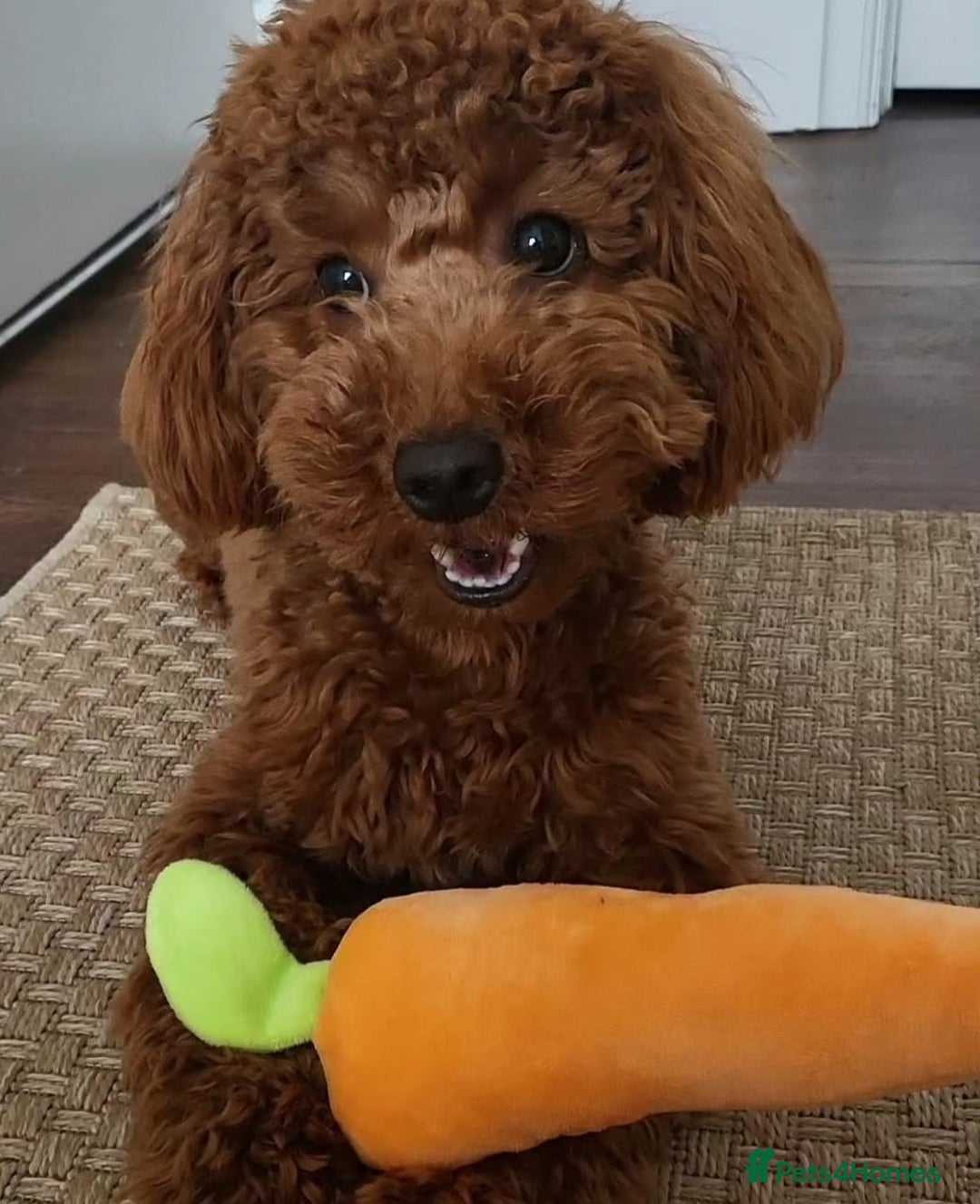 Cockapoo dogs for sale: Red Toy Cockapoo - Image 7