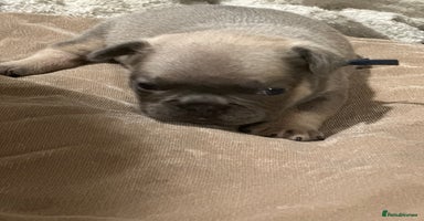 French Bulldog dogs - Advert 15