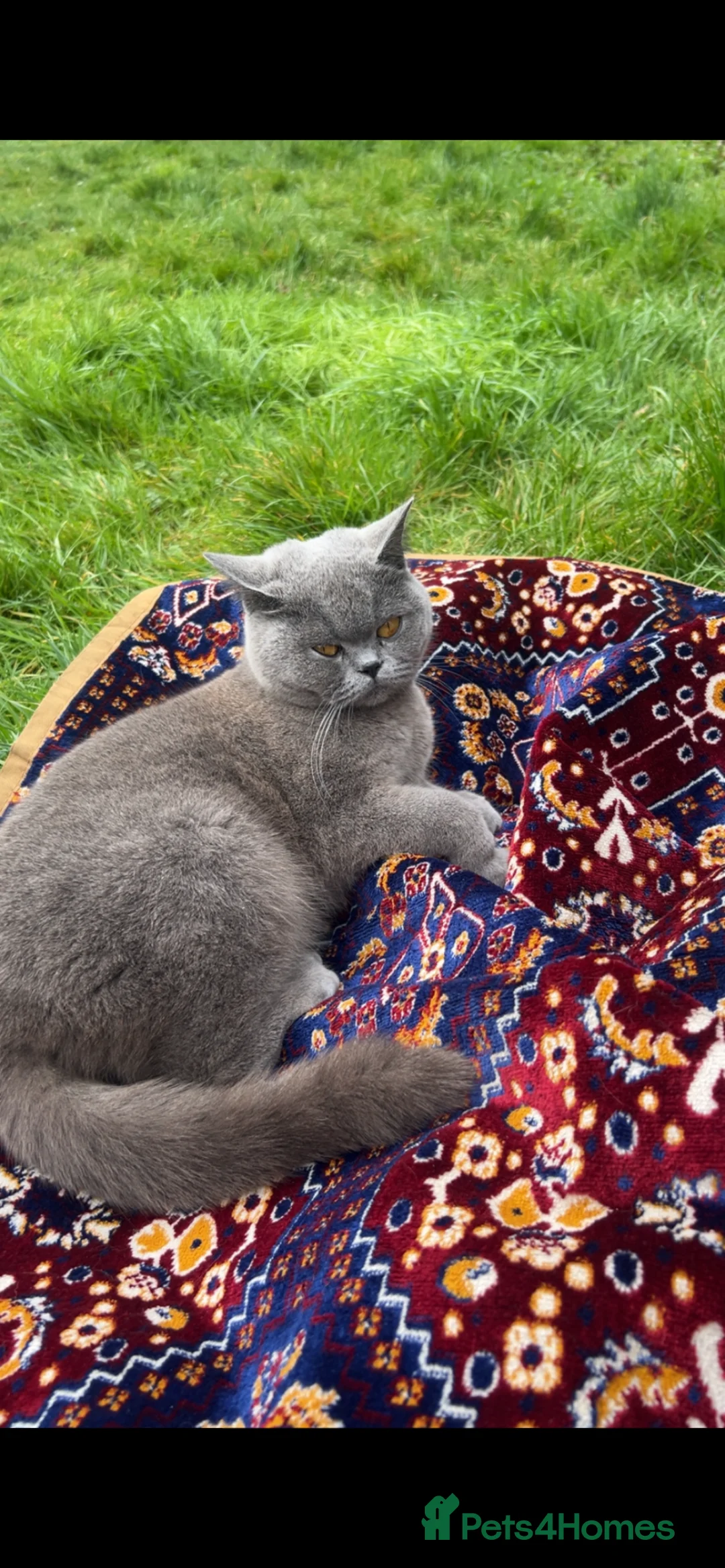 British Shorthair cats for sale: Shorthair British  in London - Advert 4