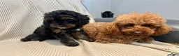 Cavapoo dogs for sale: F1 Black and Tan cavapoo puppy DNA clear  - Advert 6