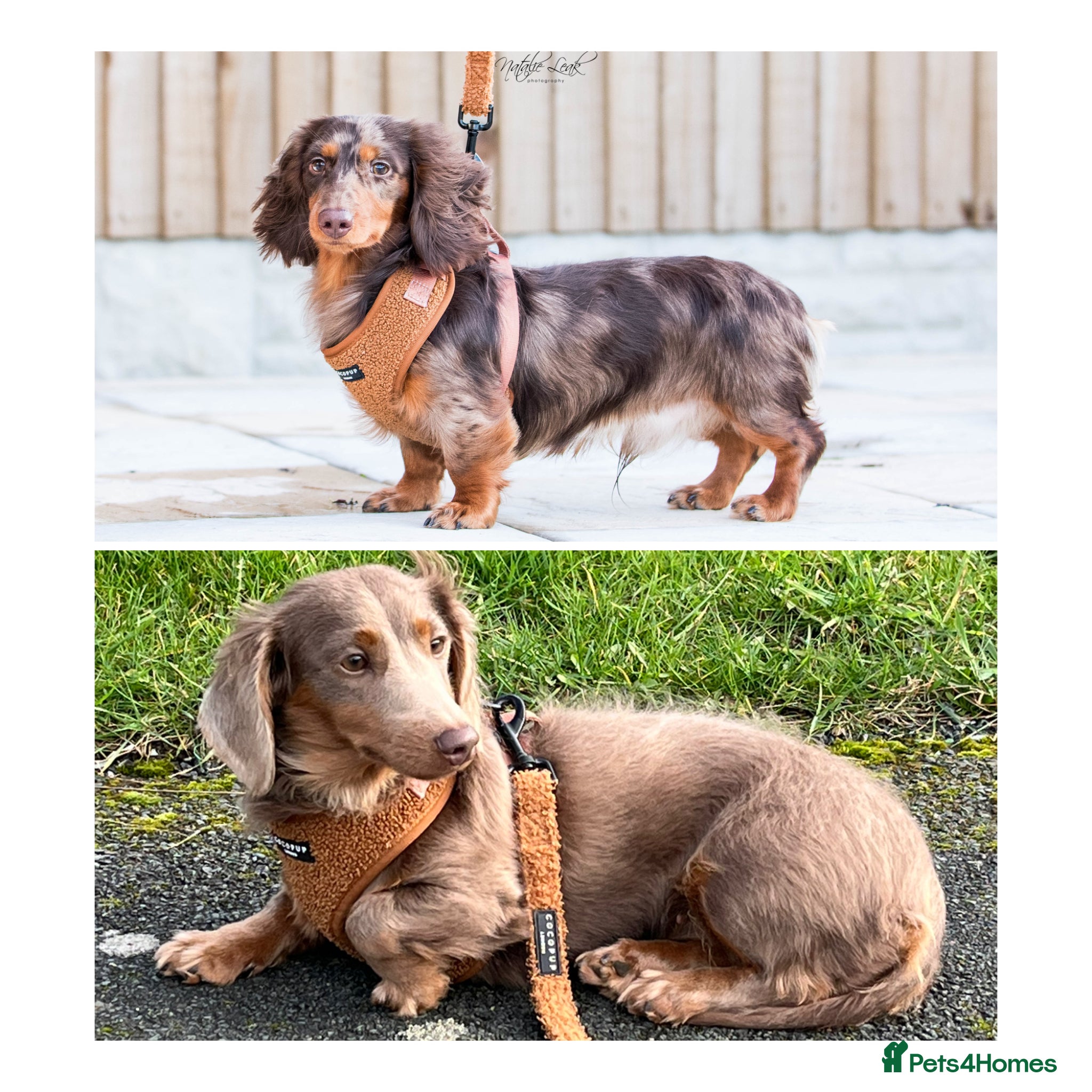 Dachshund dogs Longhaired miniature dachshund - Advert 8