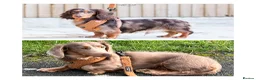 Dachshund dogs for sale: Longhaired miniature dachshund - Advert 1