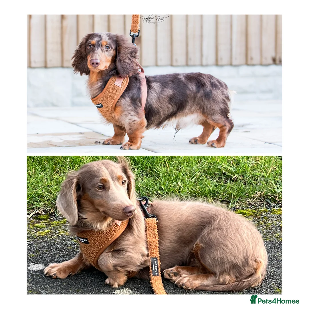 Dachshund dogs for sale: Longhaired miniature dachshund - Advert 1