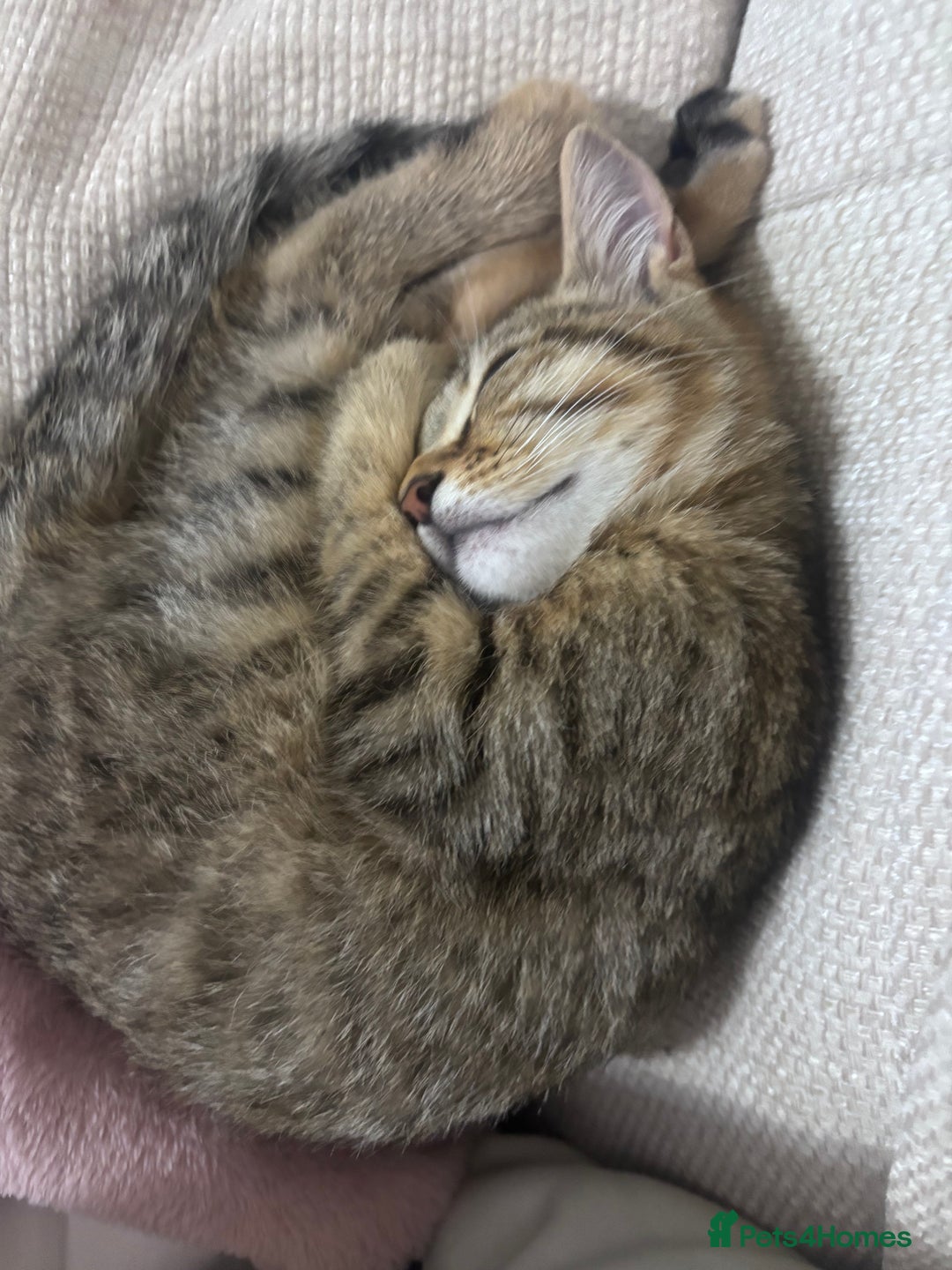 Mixed Breed cats for sale: Tabby Male Cat - Image 4