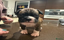 Boxer dogs for sale: Boxer Puppies  - Advert 23