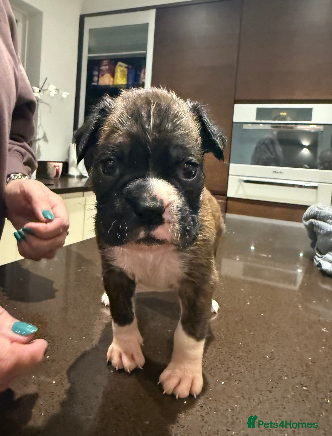 Boxer dogs for sale: Boxer Puppies  - Advert 23