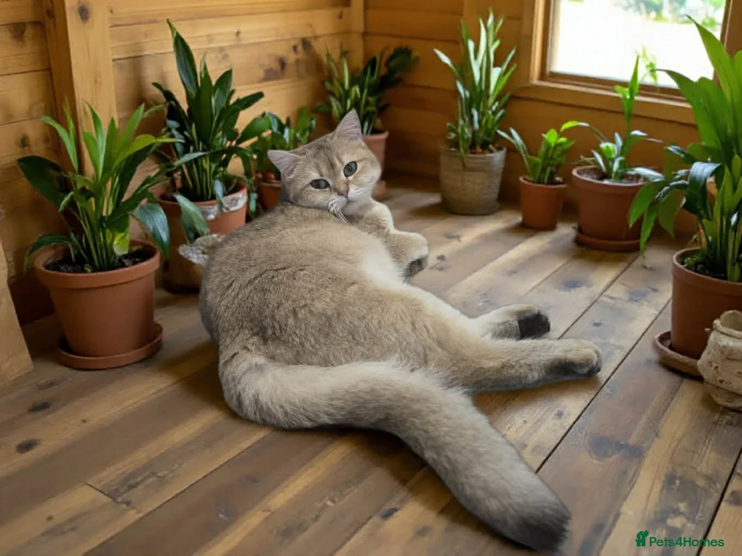 British Shorthair cats for sale: Beautiful golden BSH for sale 💖 - Advert 1