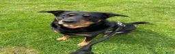 Mixed Breed dogs for sale: READY TO GO 3/4 GSD 1/4 Rottweiler - Advert 1