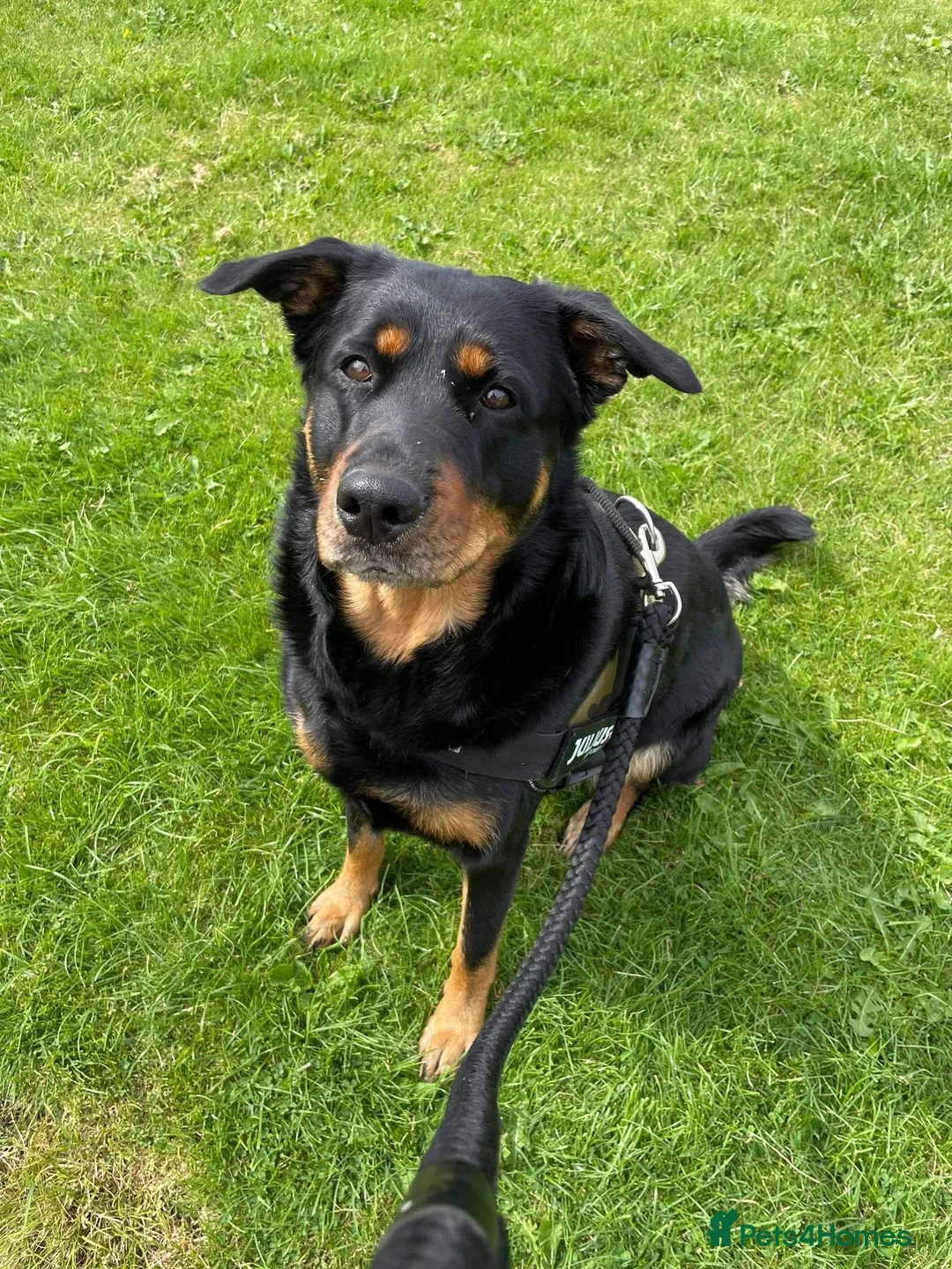 Mixed Breed dogs for sale: READY TO GO 3/4 GSD 1/4 Rottweiler - Advert 1