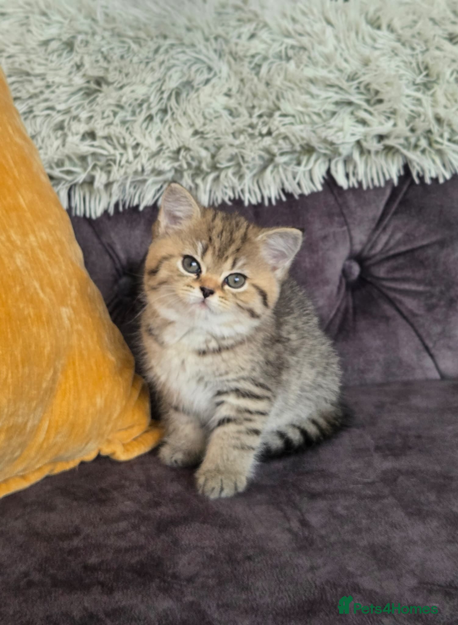 Scottish Fold cats Scottish Fold/Straight ready for new home 10thJuly - Advert 2