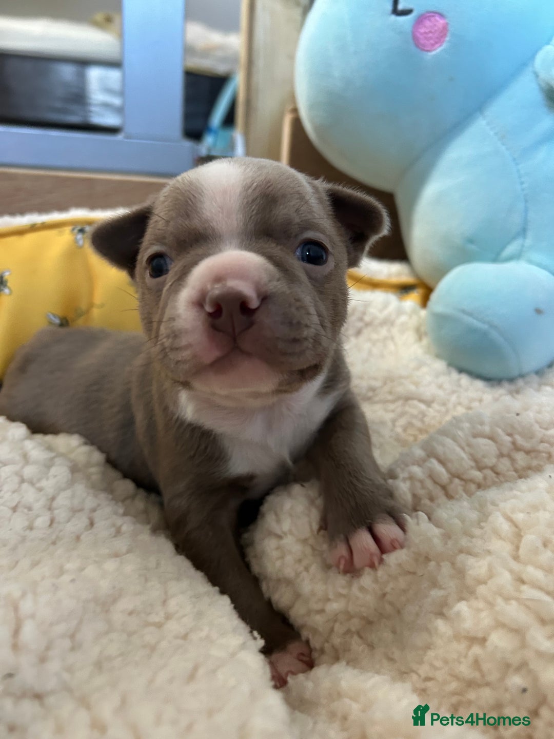 Boston Terrier dogs for sale: Stunning KC registered litter - Image 24