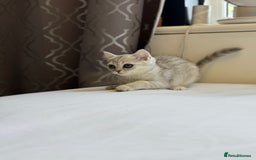 British Shorthair cats for sale: BSH kitten classic & chinchilla bloodline - Image 27