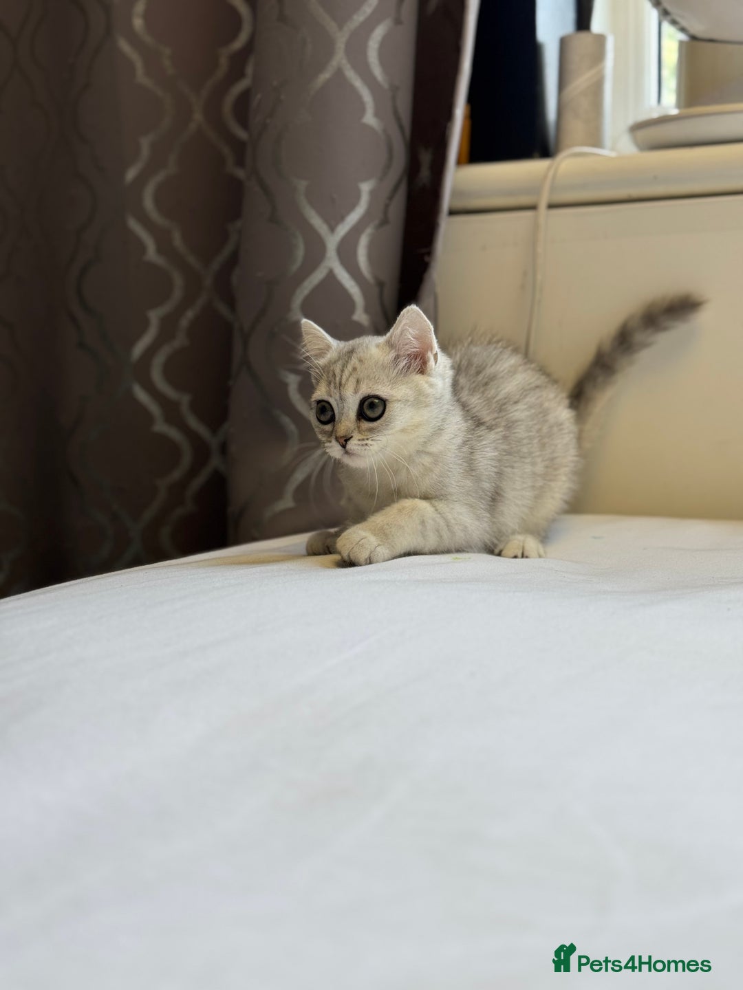 British Shorthair cats for sale: BSH kitten classic & chinchilla bloodline - Image 27