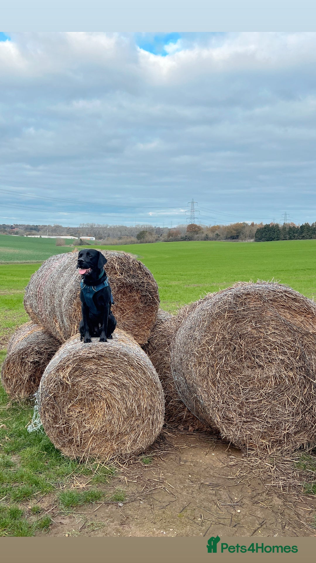 Labrador Retriever dogs for stud: Stud Labrador  - Advert 5