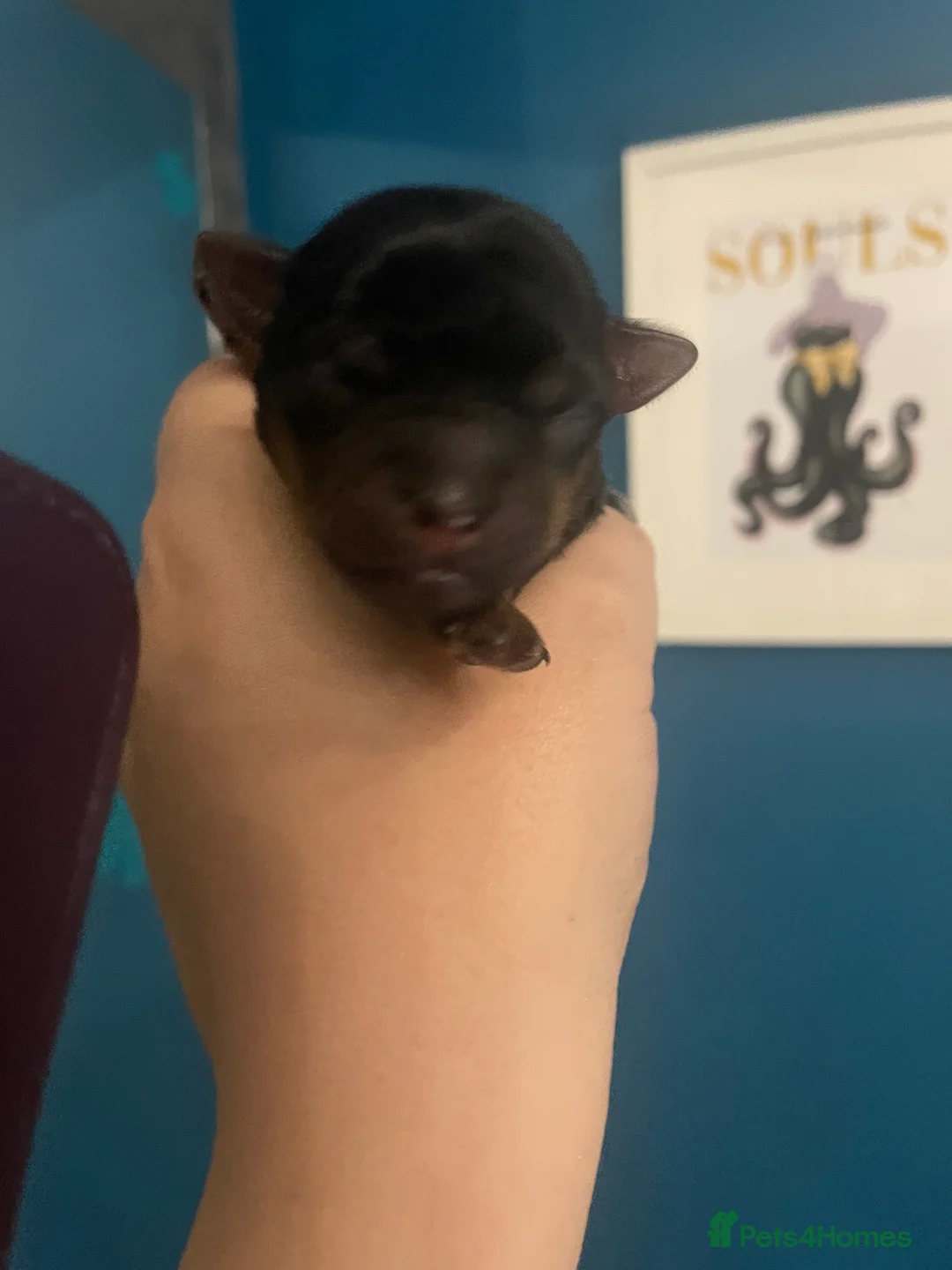 Yorkshire Terrier dogs for sale: Adorable Yorkshire terriers for sale  in Gateshead - Advert 3