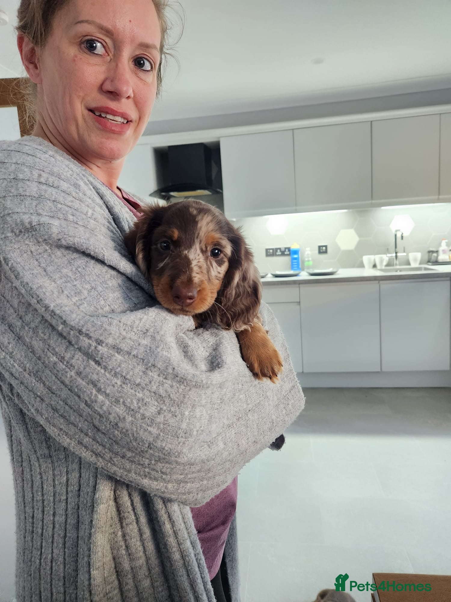 Miniature Dachshund dogs Longhaired Miniature Dachshund puppies - Advert 14
