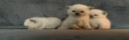 British Shorthair cats for sale: British shorthair kittens - Advert 1