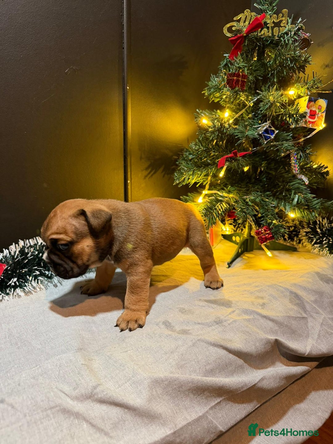 English Bulldog dogs for sale: English Bulldog Puppies Coloured  - Advert 27