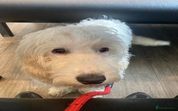 Cockapoo dogs for sale: Beloved Cockapoo Bubble for sale - Advert 2