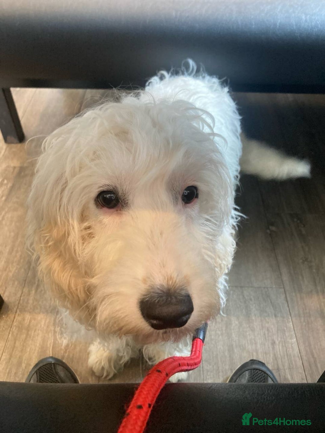 Cockapoo dogs for sale: Beloved Cockapoo Bubble for sale - Advert 2