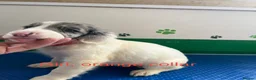Mixed Breed dogs for sale: Fantastic Sprockerpoos - Advert 12