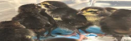 Quail poultry for sale: Coturnix quail chicks  - Advert 4