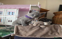 Russian Blue cats for sale: RB kittens Pedigree London  - Image 31