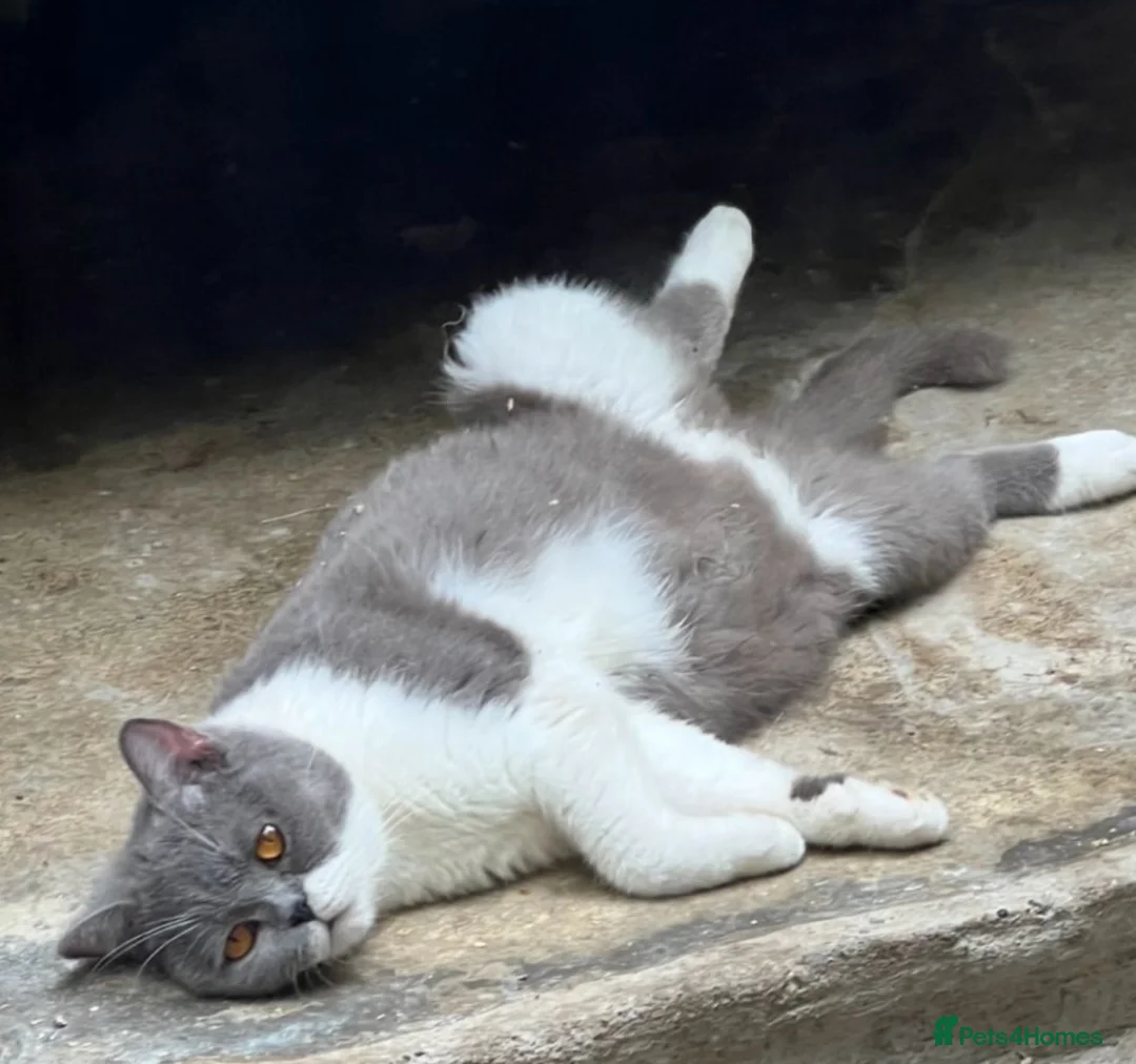 British Shorthair cats for sale: Stunning tica reg British short hair girls  - Advert 13