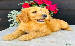 Mini Goldendoodle dogs for sale: Gorgeous Miniature Goldendoodles From KC Parents in Sudbury - Image 5