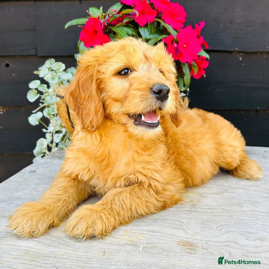 Mini Goldendoodle dogs for sale: Gorgeous Miniature Goldendoodles From KC Parents in Sudbury - Image 5