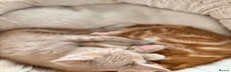 Mixed Breed cats for sale: Maine Coon x British Shorthair  - Advert 2