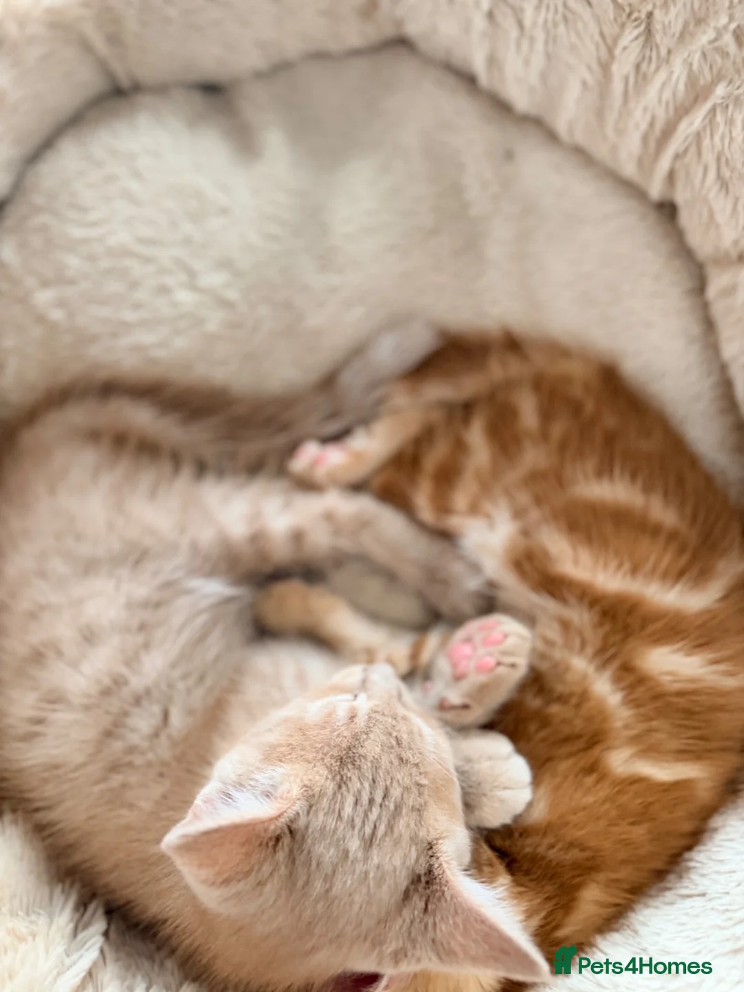 Mixed Breed cats for sale: Maine Coon x British Shorthair  - Advert 2