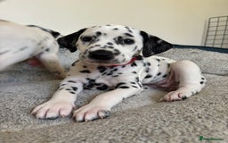 Dalmatian dogs for sale: Stunning mixed litter of Dalmatians  - Image 29