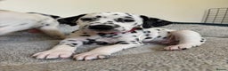 Dalmatian dogs for sale: Stunning mixed litter of Dalmatians  - Advert 25