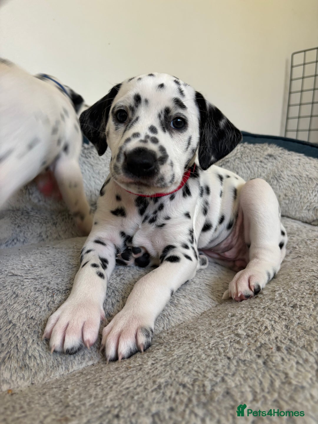 Dalmatian dogs for sale: Stunning mixed litter of Dalmatians  - Image 29