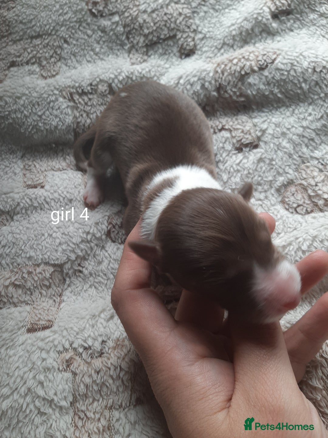 Border Collie dogs for sale: Border collie x Australian kelpie pups - Image 8
