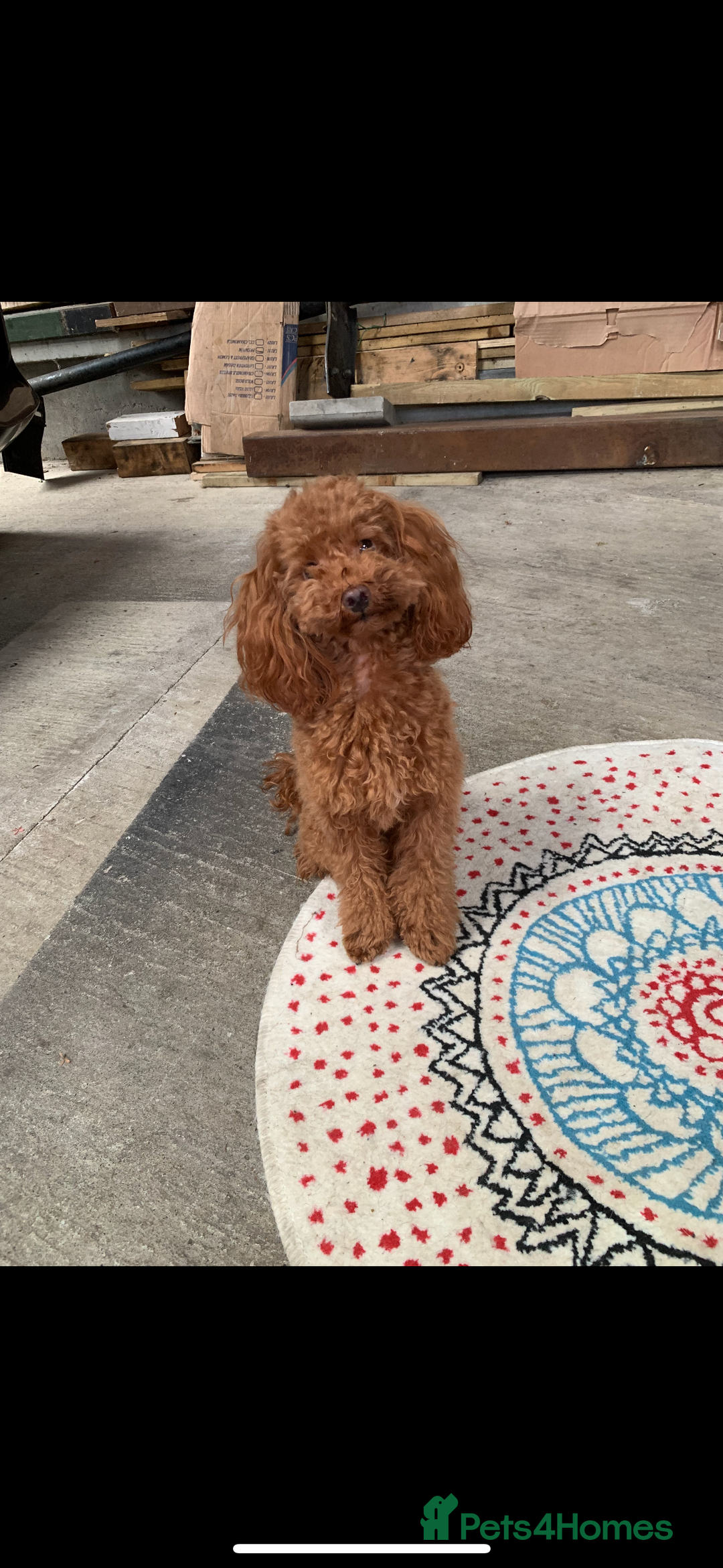 Toy Poodle dogs for sale: EXTENSIVE HEALTH TEST KC RED TOY POODLES LICENSED - Image 2