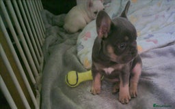 French Bulldog dogs for sale: french bulldog puppys - Image 5