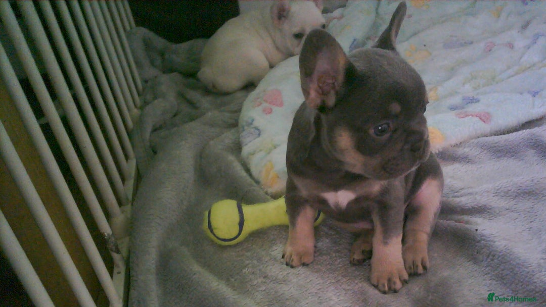 French Bulldog dogs for sale: french bulldog puppys - Image 5