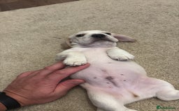 Mixed Breed dogs for sale: Miniature dachshund x French bulldog - Image 4