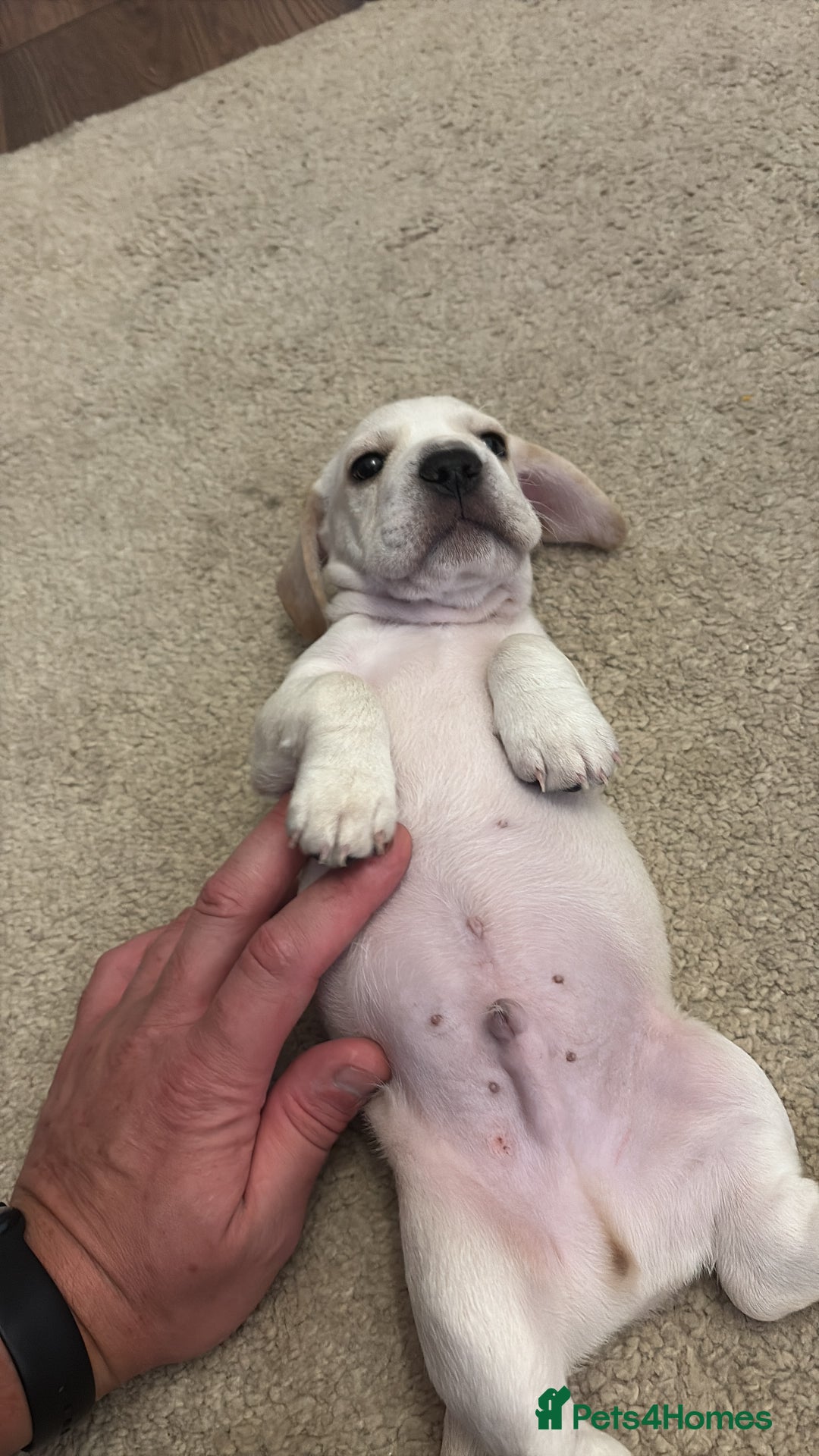 Mixed Breed dogs for sale: Miniature dachshund x French bulldog - Image 4