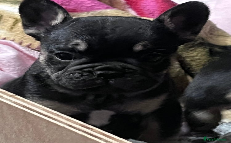 Mixed Breed dogs Beautiful freelance bulldogs only three left  - Advert 12